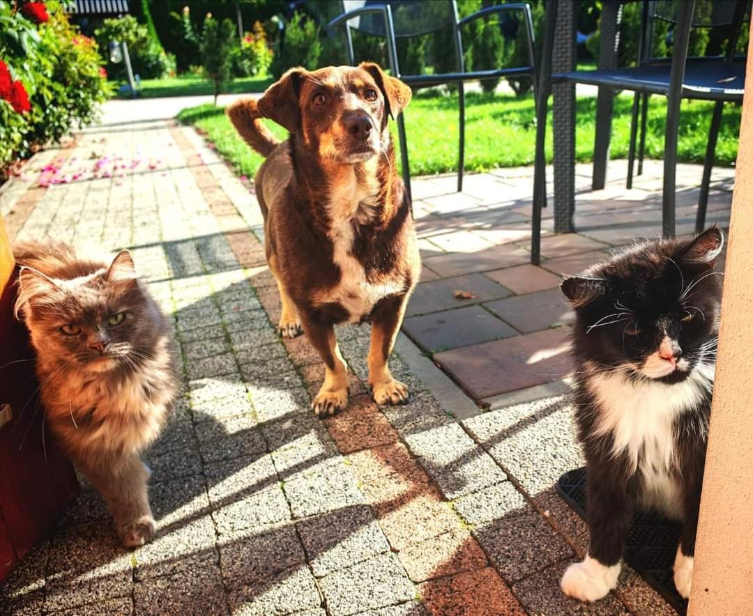 Ostoja Czersk Gora Kalwaria Zamek Krolowej Bony Domki Caloroczne 외부 사진